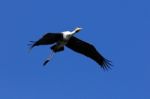 Painted Stork Stock Photo