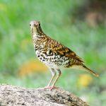 White Thrush Stock Photo