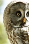 Owl Stock Photo