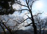 Trees In The Forest Stock Photo