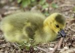 Beautiful Picture With A Cute Chick On The Grass Stock Photo