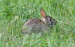 Image Of A Cute Rabbit Sitting In The Grass Stock Photo