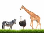 Zebra Ostrich Giraffe With Green Grass Isolated Stock Photo