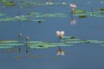 Pink Lotus Stock Photo