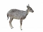 Goral Isolated Stock Photo