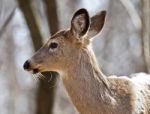 Beautiful Isolated Portrait Of A Cute Wild Deer In The Forest Stock Photo