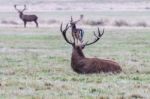 The Deer Of Richmond Park Stock Photo