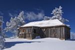 Snowy tree and house Stock Photo