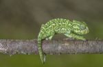 Baby Mediterranean Chameleon Stock Photo