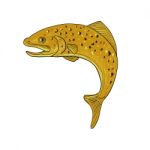 Brown Trout Jumping Drawing Stock Photo