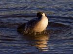 Expressive Swimming In The Lake From The Canada Goose Stock Photo