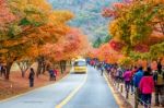 Naejangsan,korea - November 1: Tourists Taking Photos Of The Beautiful Scenery Around Naejangsan Park,south Korea During Autumn Season On November 1, 2015 Stock Photo