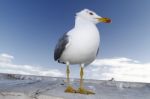 Seagull Bird Stock Photo