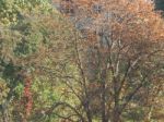 Autumn Tree Foliage Texture Stock Photo