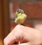 Baby Bluetit On A Hand Stock Photo