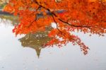 Maple Tree In Gyeongbokgung,south Korea Stock Photo