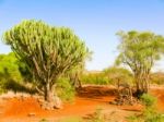 Candelabra Euphorbia Tree Euphorbia Candelabrum, Kenya Stock Photo