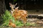 Deer Family In Zoo Stock Photo