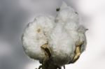 Cotton Field In The Countryside Stock Photo