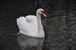 Swan Stock Photo