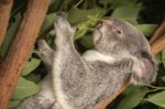 Cute Australian Koala Resting During The Day Stock Photo