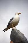 Yellow-legged Gull Stock Photo