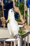 White Cockatoo Playing Rope Stock Photo