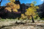 Stunted Tree In Zion National Park Stock Photo