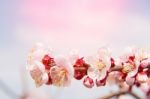 Cherry Blossom With Soft Focus, Sakura Season Background Stock Photo