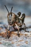 Small Locust Larvae Stock Photo