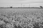 Cotton Field In The Countryside Stock Photo