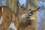 Beautiful Pair Of The Wild Deers Stock Photo