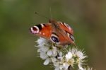 European Peacock Butterfly (inachis Io) Stock Photo