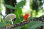 Fungi In The Forest Stock Photo