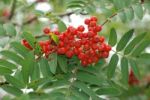 Rowan Berries Stock Photo