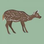 Female Deer On Green Stock Photo