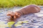 Hippopotamus Stock Photo