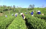 Dalat, Vietnam, July 30, 2016: A Group Of Farmers Picking Tea On A Summer Afternoon In Cau Dat Tea Plantation, Da Lat, Vietnam Stock Photo