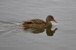 Beautiful Isolated Picture With A Mallard Swimming Stock Photo