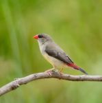 Female Red Avadavat Stock Photo