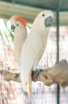 Moluccan Cockatoo Stock Photo