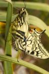 Swallowtails (papilio Machaon) Butterflies Mating Stock Photo