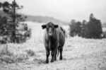 Country Cow  Stock Photo