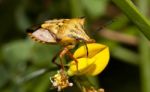 Carpocoris Mediterraneus Stock Photo