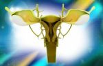 Female Reproductive System Stock Photo