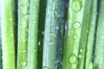 Green Onions With Water Drops Stock Photo