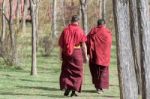 Shangri-la, China - April 20, 2016:two Lama Was Walking On The Lawn Stock Photo