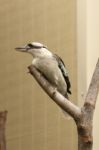 Kookaburra Gracefully Sitting In A Tree Stock Photo