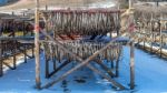 Stockfish Or Fish Drying In South Korea Stock Photo