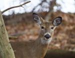 Very Beautiful Photo Of A Cute Deer In The Forest Stock Photo